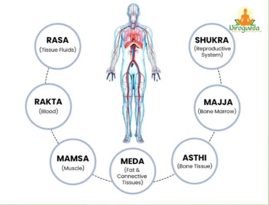 सप्त धातु